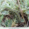 colias aurorina larva5a